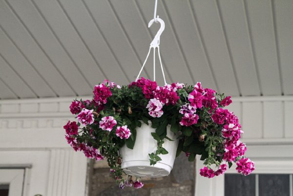 Петуния Лиана