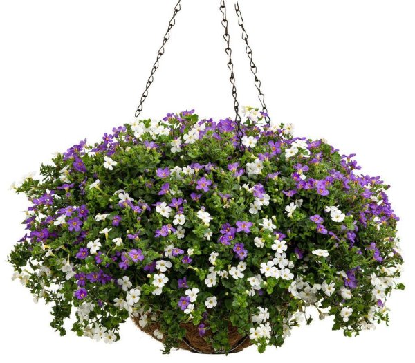 Бакопа ампельная