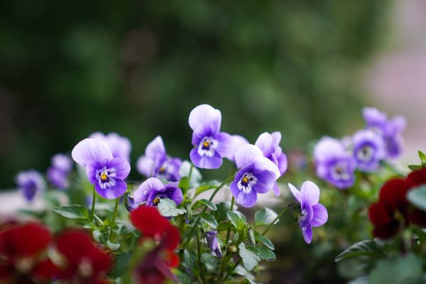 Цветы клумбовые низкорослые