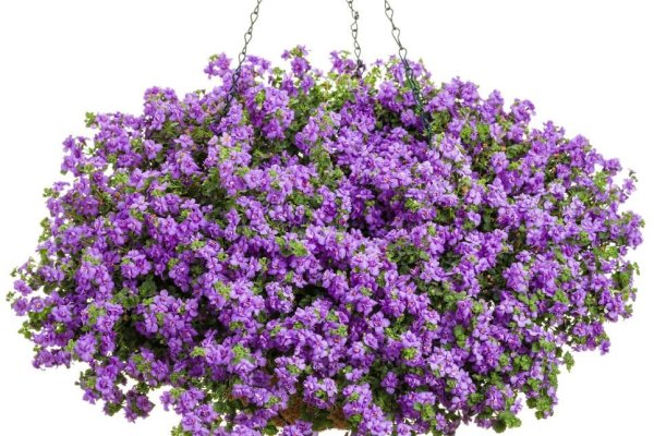 Дихондра и лобелия