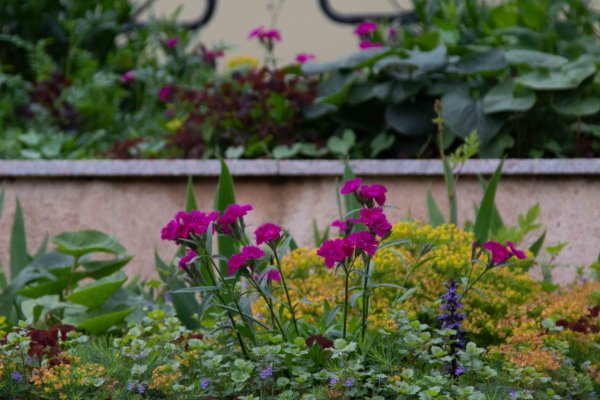 Остеоспермум смесь окрасок 21 р