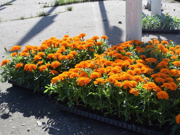 Однолетники космея