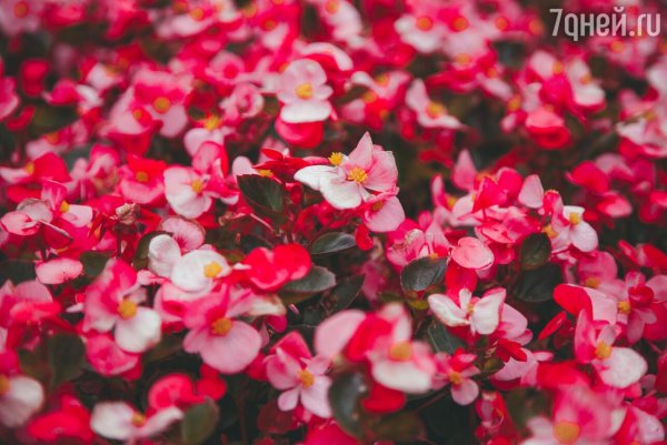 Цветы однолетки для дачи высокие