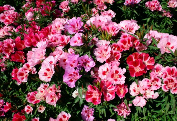 Лобелия гацания