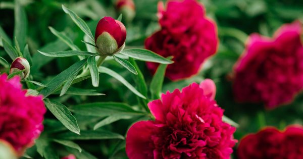 Цветок однолетник кальцеолярия