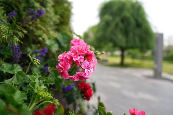 Космея лаватера цветок