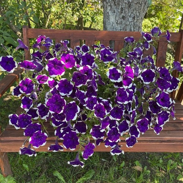 Африканская Ромашка остеоспермум