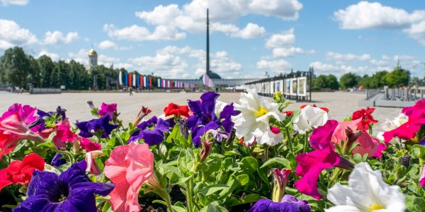 Цветок Агростемма Милас