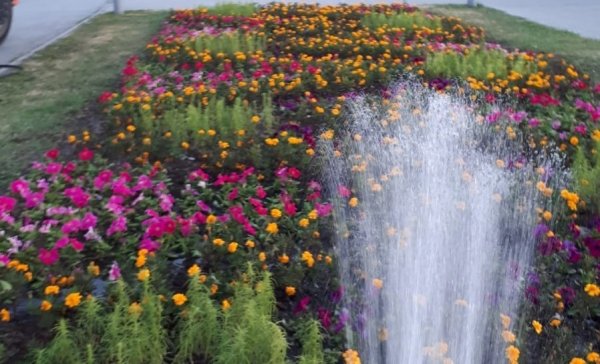 Алиссум Мэджик циклес микс