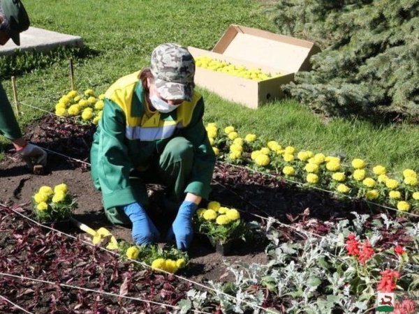 Рабатка бархатцы лобулярия