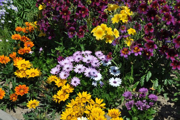 Петуния калибрахоа