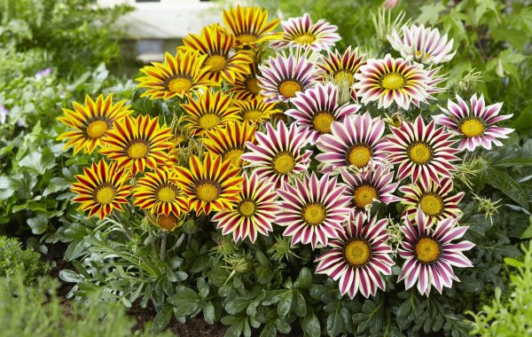 Остеоспермум Эклона