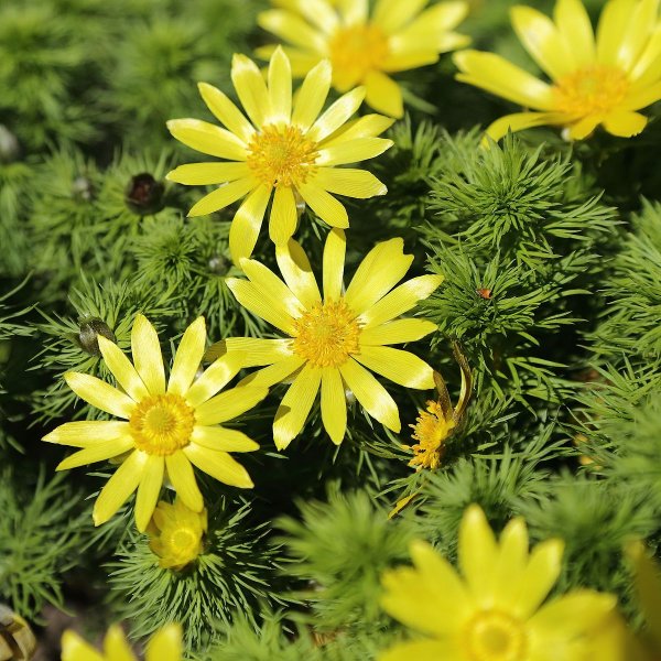 Горицвет весенний (Adonis vernalis)