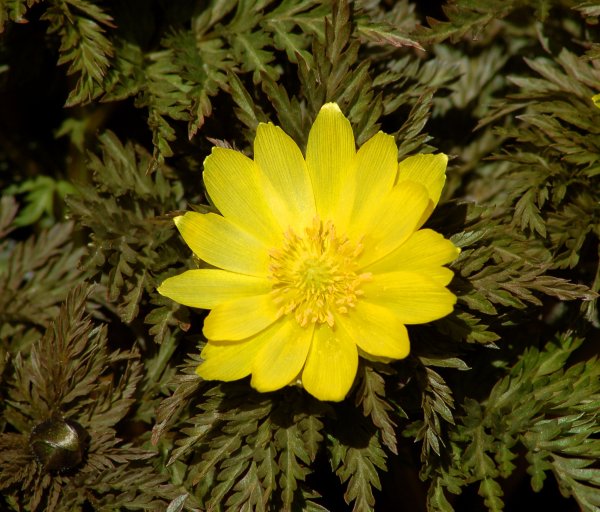 Горицвет весенний (Adonis vernalis)