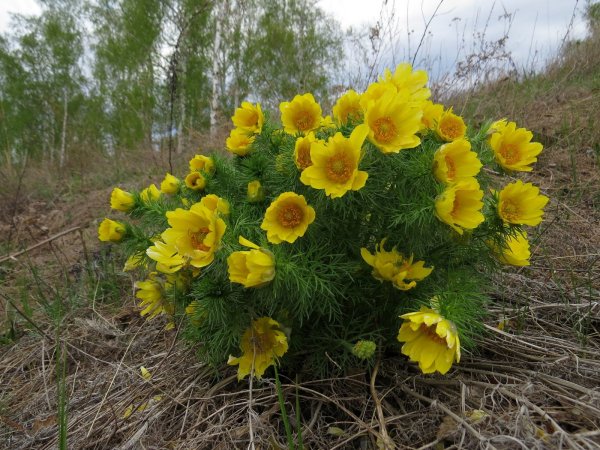 Стародубка адонис весенний