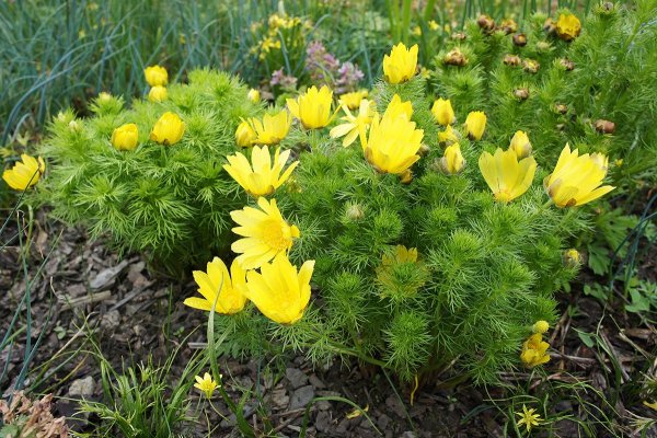 Горицвет весенний (Adonis vernalis)