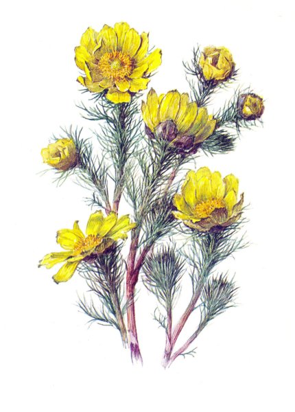 Адонис весенний (Adonis vernalis)
