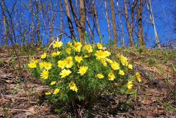 Адонис (горицвет) весенний - Adonis vernalis l.