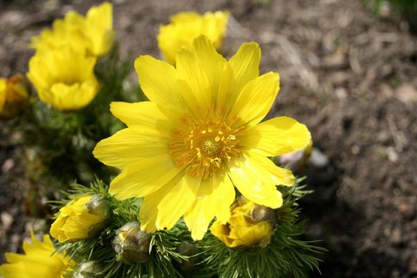 Адонис весенний (Adonis vernalis)