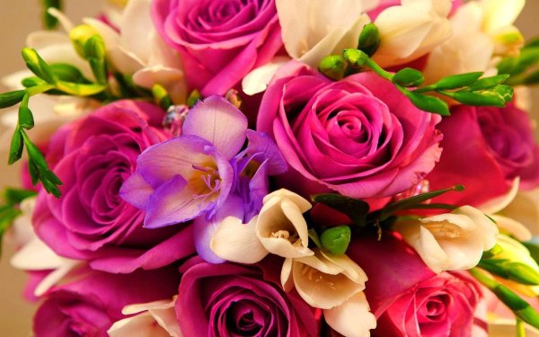 Розовые розы