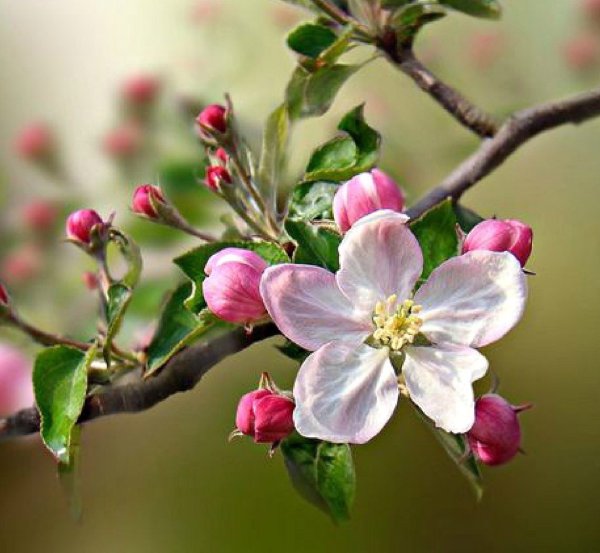 100 000 изображений по запросу Цветущая яблоня доступны в рамках роялти-фри лицензии
