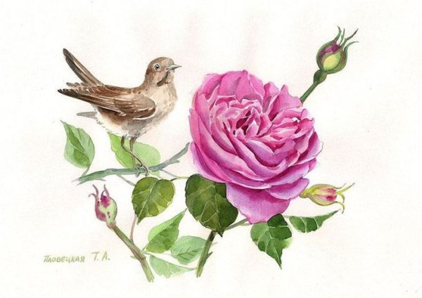 Раскраска маленьких растений