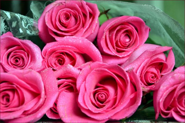 Шикарные розы спасибо