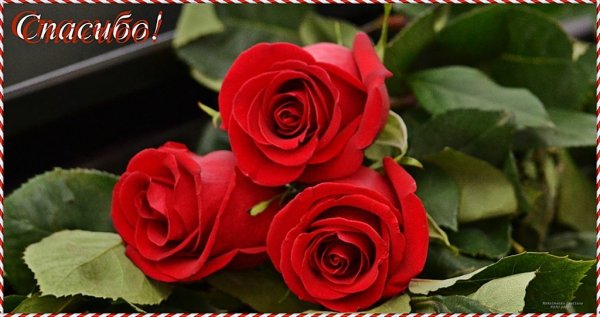 Спасибо цветы