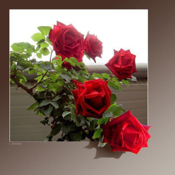 Благодарю розы