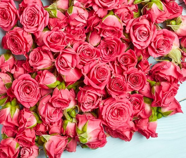 Розы самые красивые цветы - 75 фото