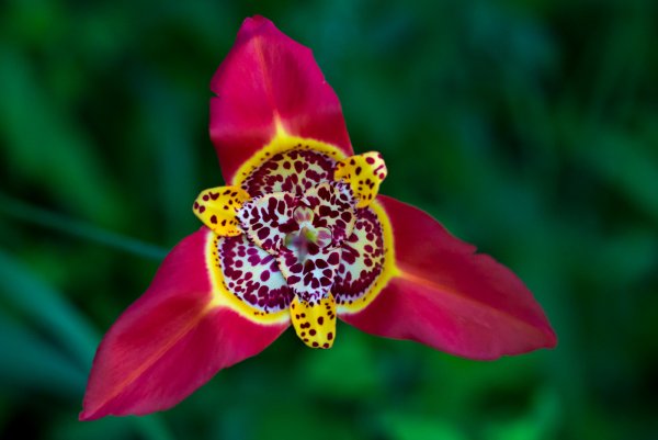 Тигридия Павлинья