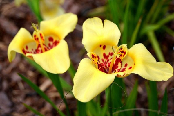 Тигридия Феррария