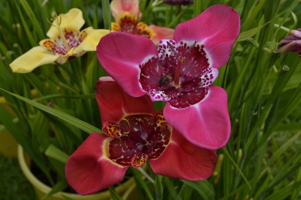 Тигридия Феррария