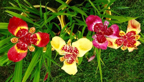 Тигридия Павлинья микс