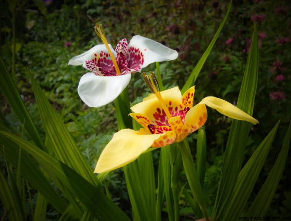 Тигридия Павлинья смесь окрасок