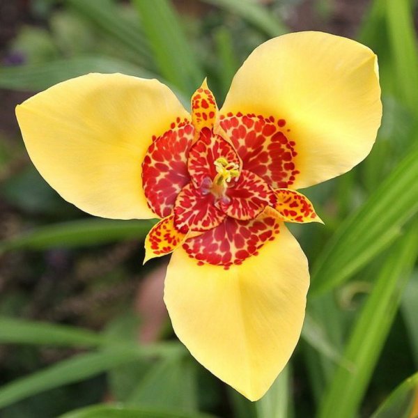 Тигридия павония