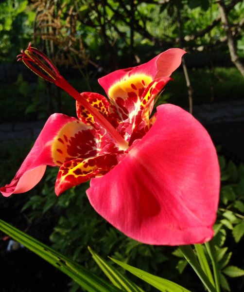 Тигридия Павлинья