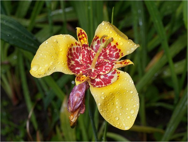 Тигридия специоза