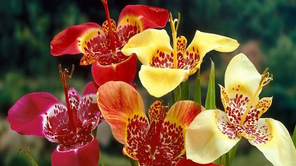 Тигридия павония