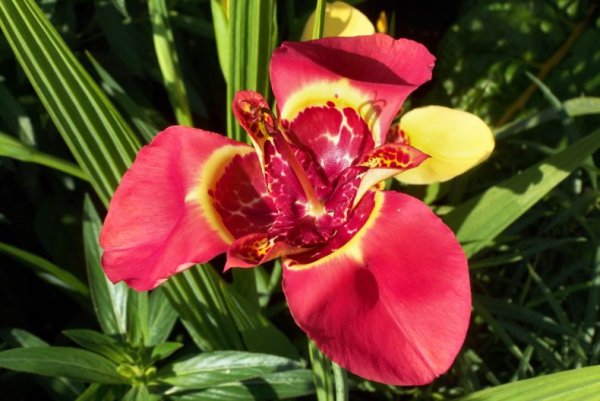 Тигридия павония