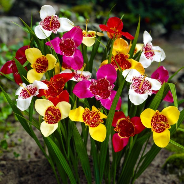 Садовая Орхидея Тигридия