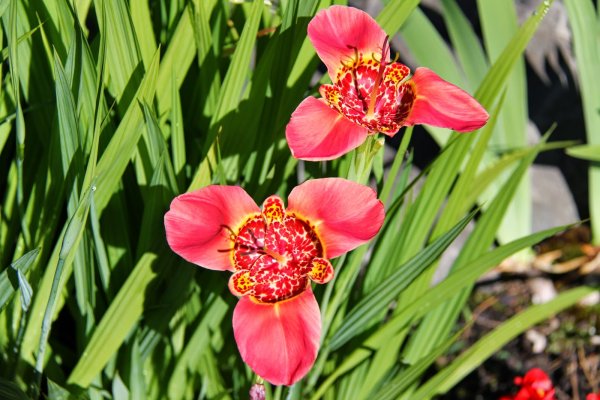 Тигридия Павлинья