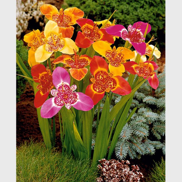 Тигридия Павлинья