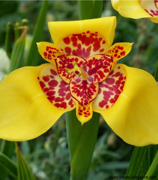 Тигридия микс