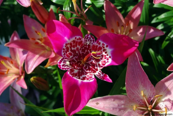 Тигридия цветок