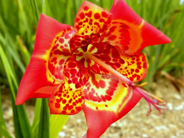 Тигридия Павлинья дарк-Пинк