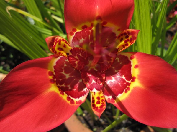 Тигридия специоза