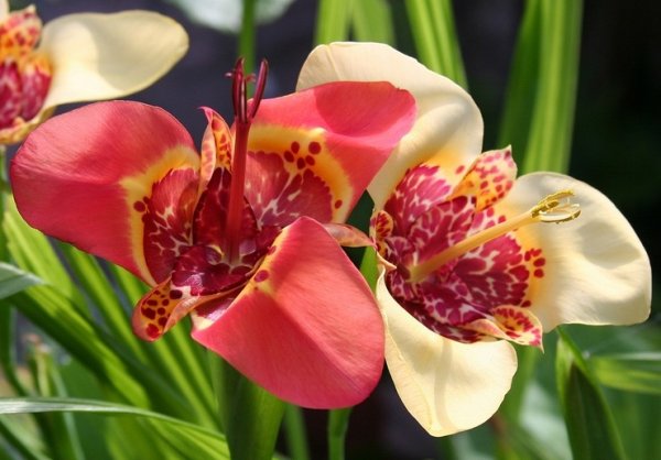 Тигридия Лилак