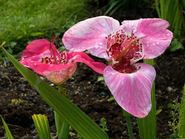 Тигридия грандифлора