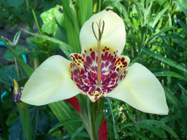 Тигридия Феррария